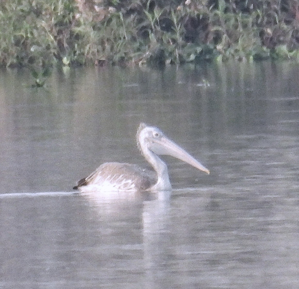 Spot-billed Pelican - Santhi  K