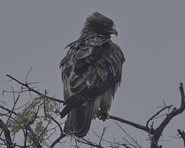 Booted Eagle - ML615632490