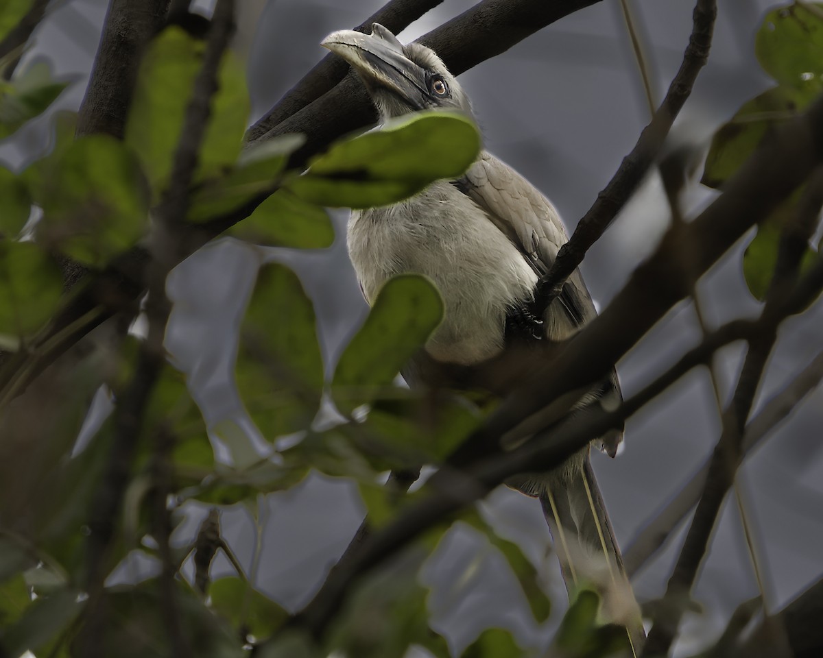Indian Gray Hornbill - Grant Price