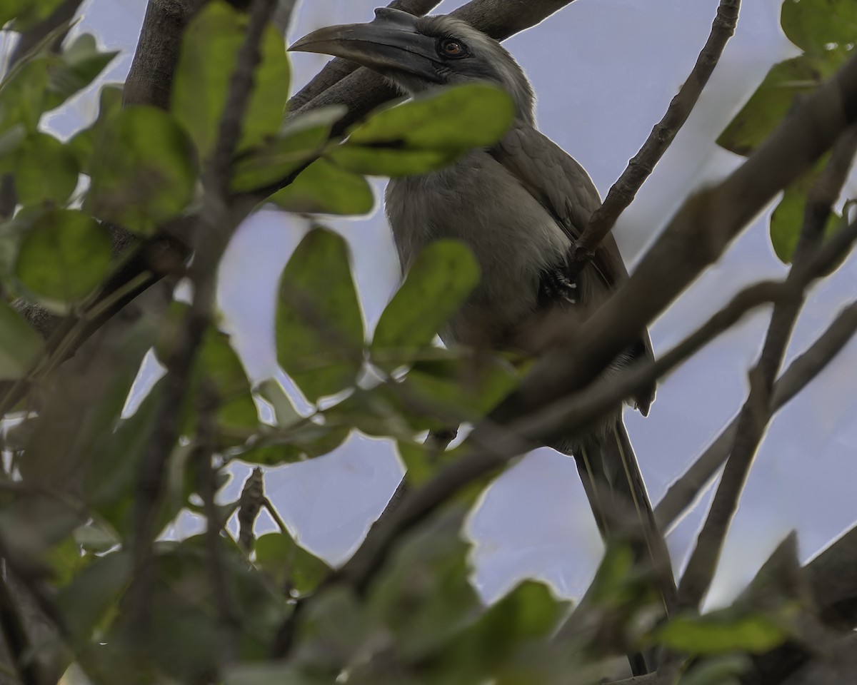 Indian Gray Hornbill - Grant Price