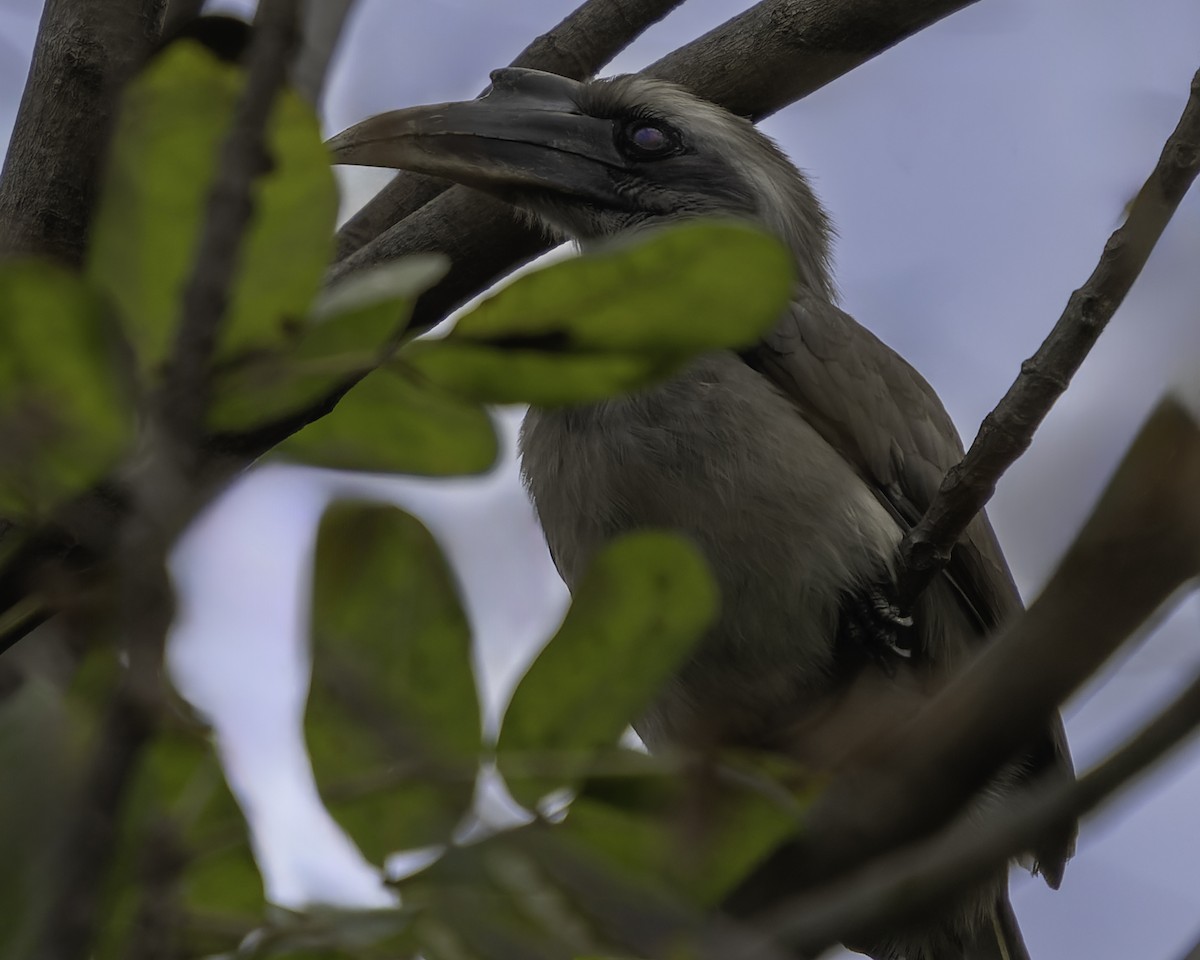 Indian Gray Hornbill - Grant Price