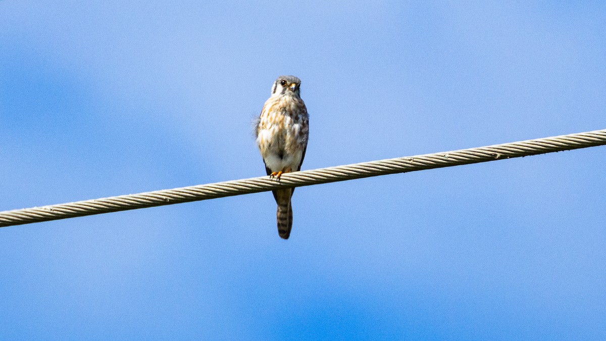 American Kestrel - ML615632523