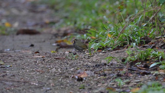 Yellow-faced Grassquit - ML615632551