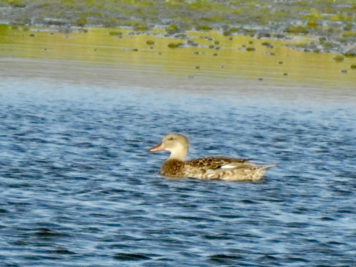 Gadwall - Michael Young