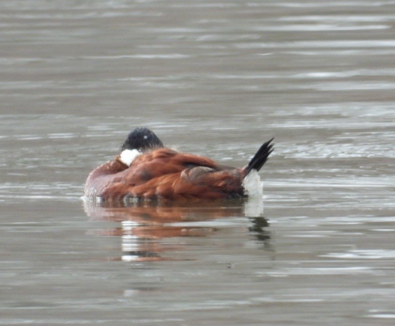 Ruddy Duck - ML615632555