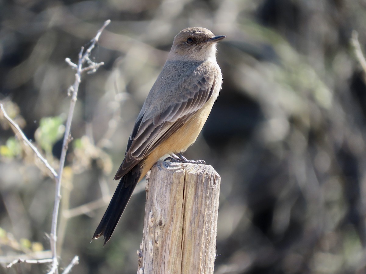 Say's Phoebe - ML615632604