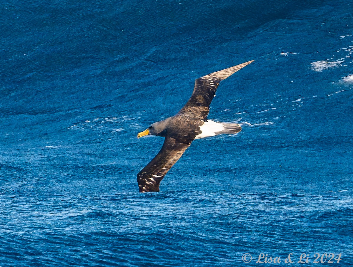 Albatros des Chatham - ML615632718