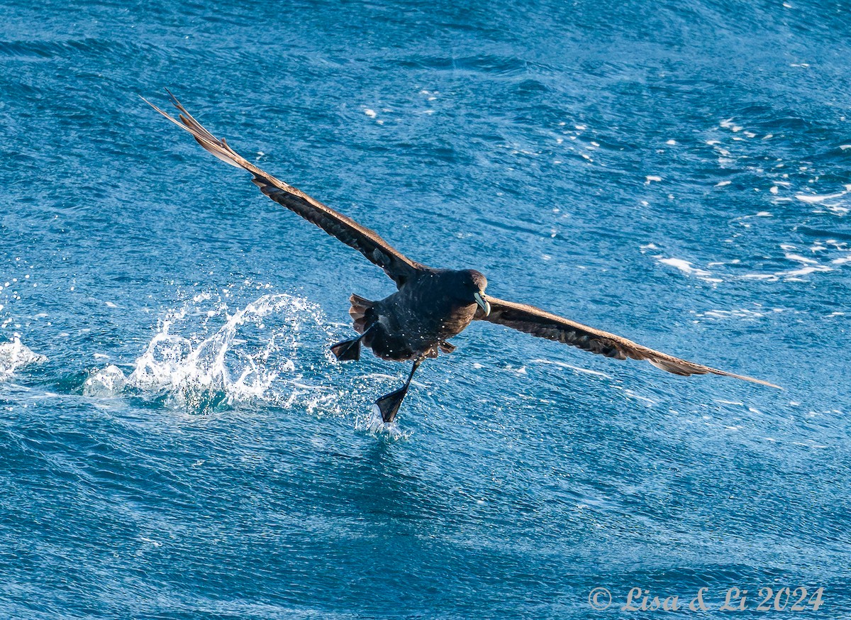 White-chinned Petrel - ML615632788