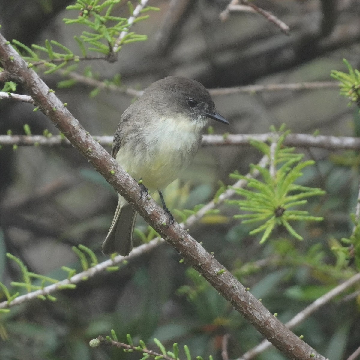 Eastern Phoebe - ML615632791