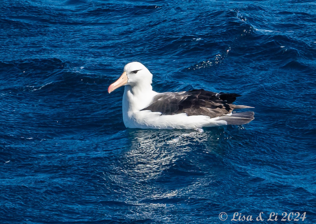 Black-browed Albatross - ML615632804