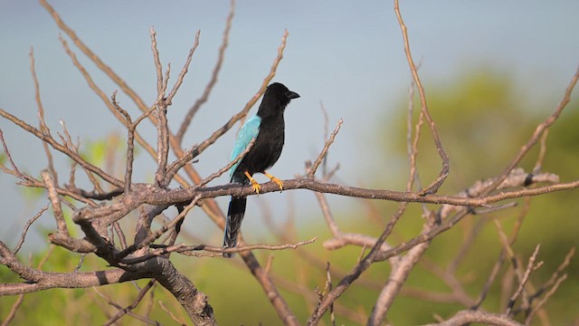 Geai du Yucatan - ML615632806