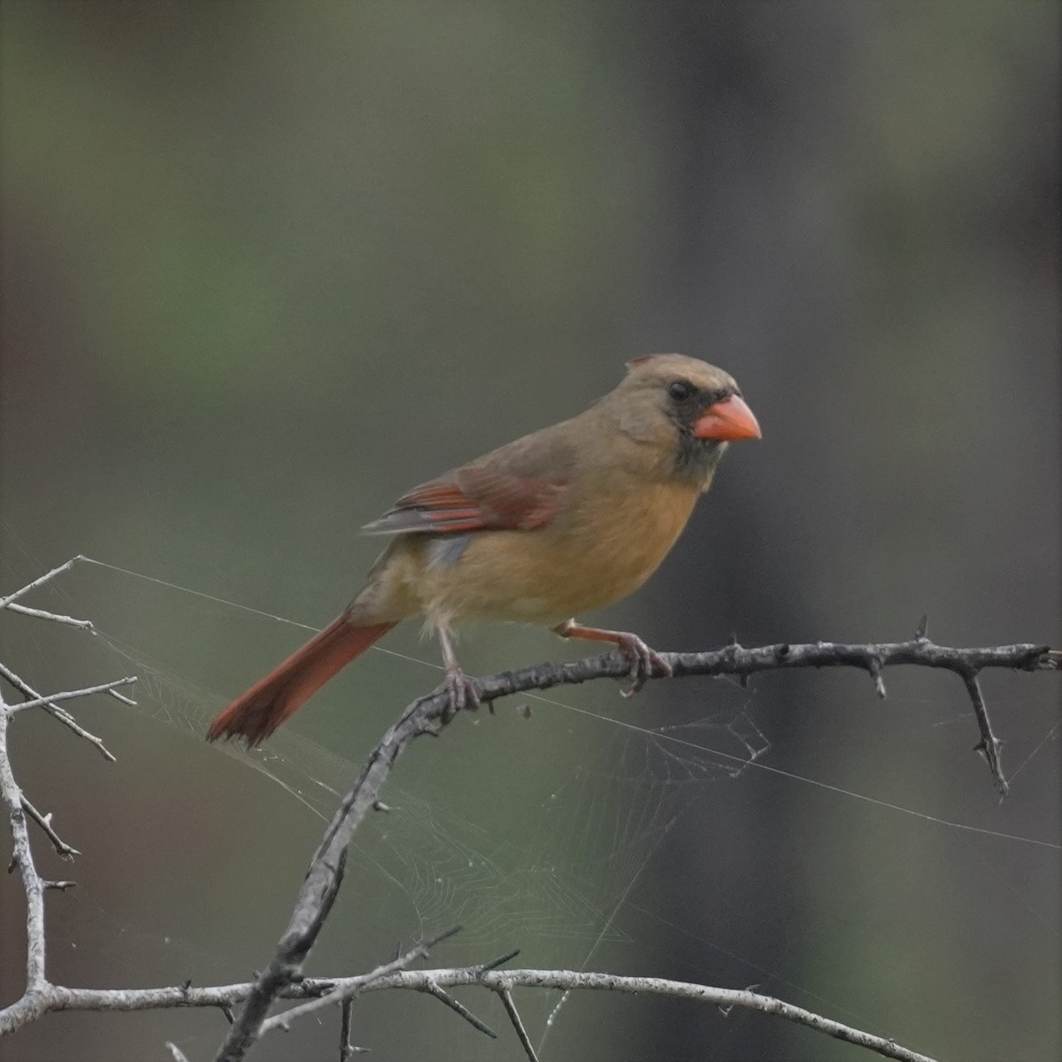 Cardinal rouge - ML615632833