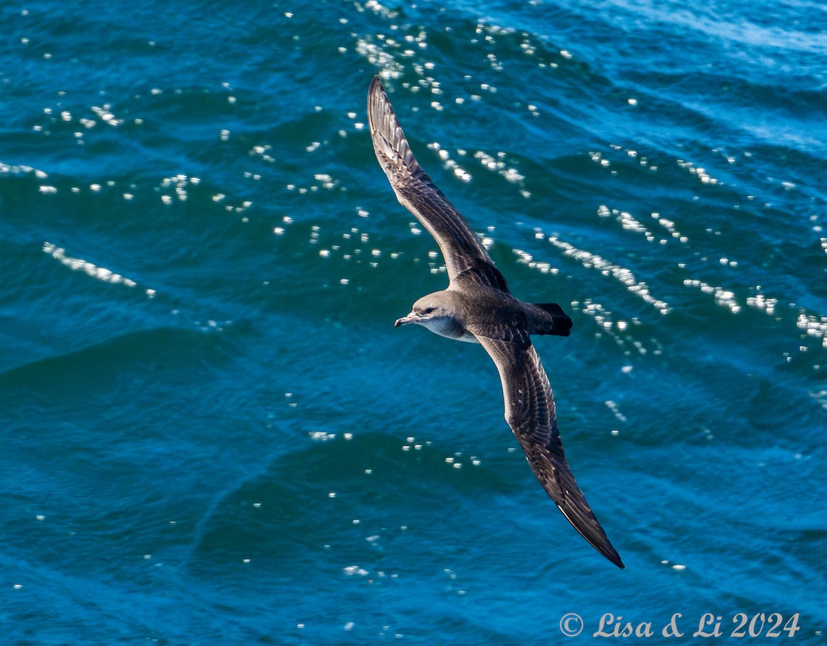 Pink-footed Shearwater - ML615632836