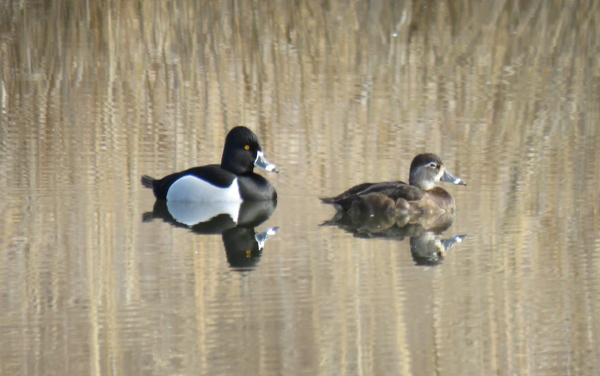 Ring-necked Duck - ML615632889