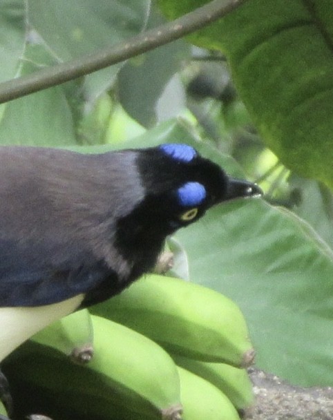 Black-chested Jay - Paul Wieczoreck