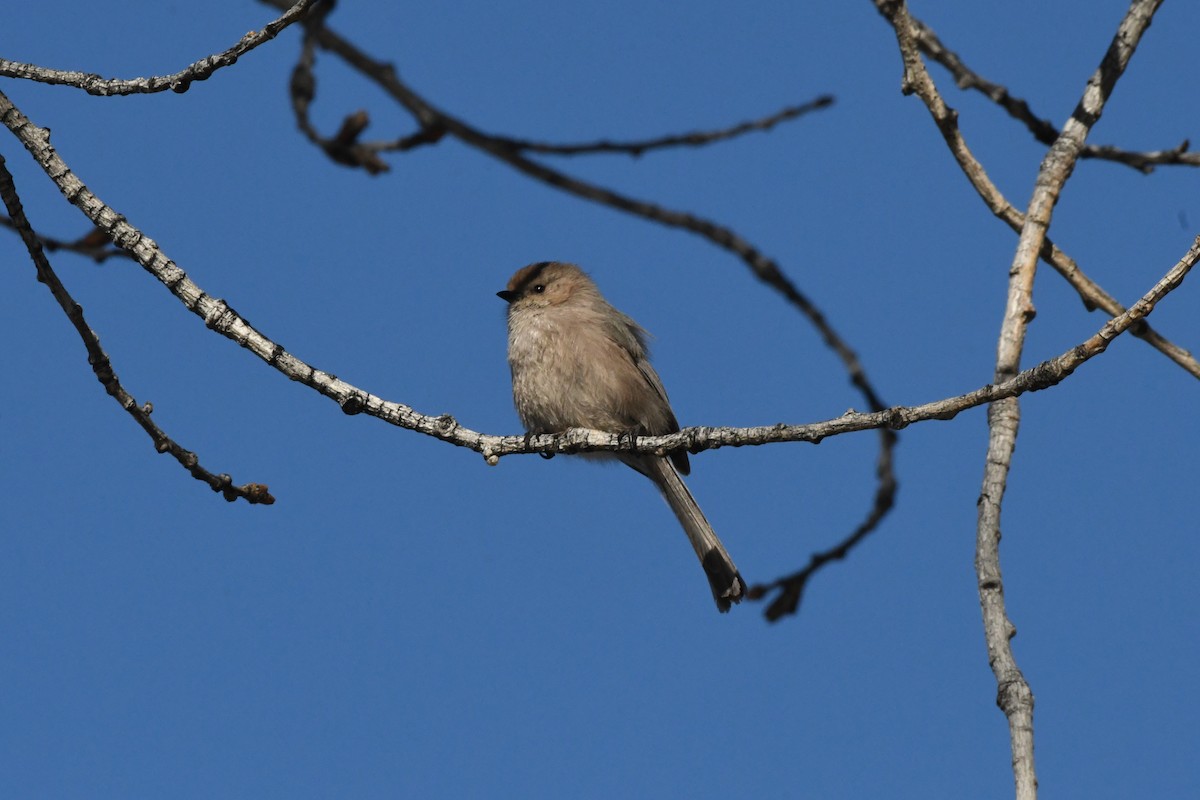 Bushtit - Dan Gallagher