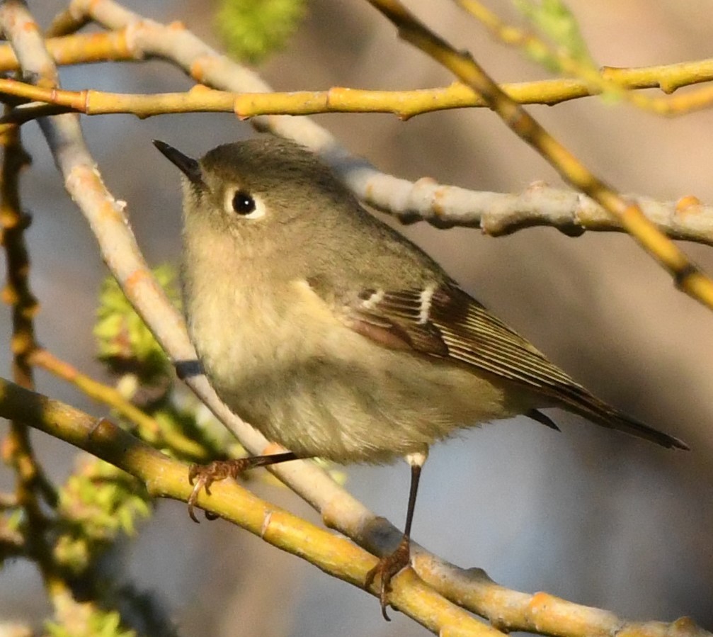 Ruby-crowned Kinglet - Dan Gallagher