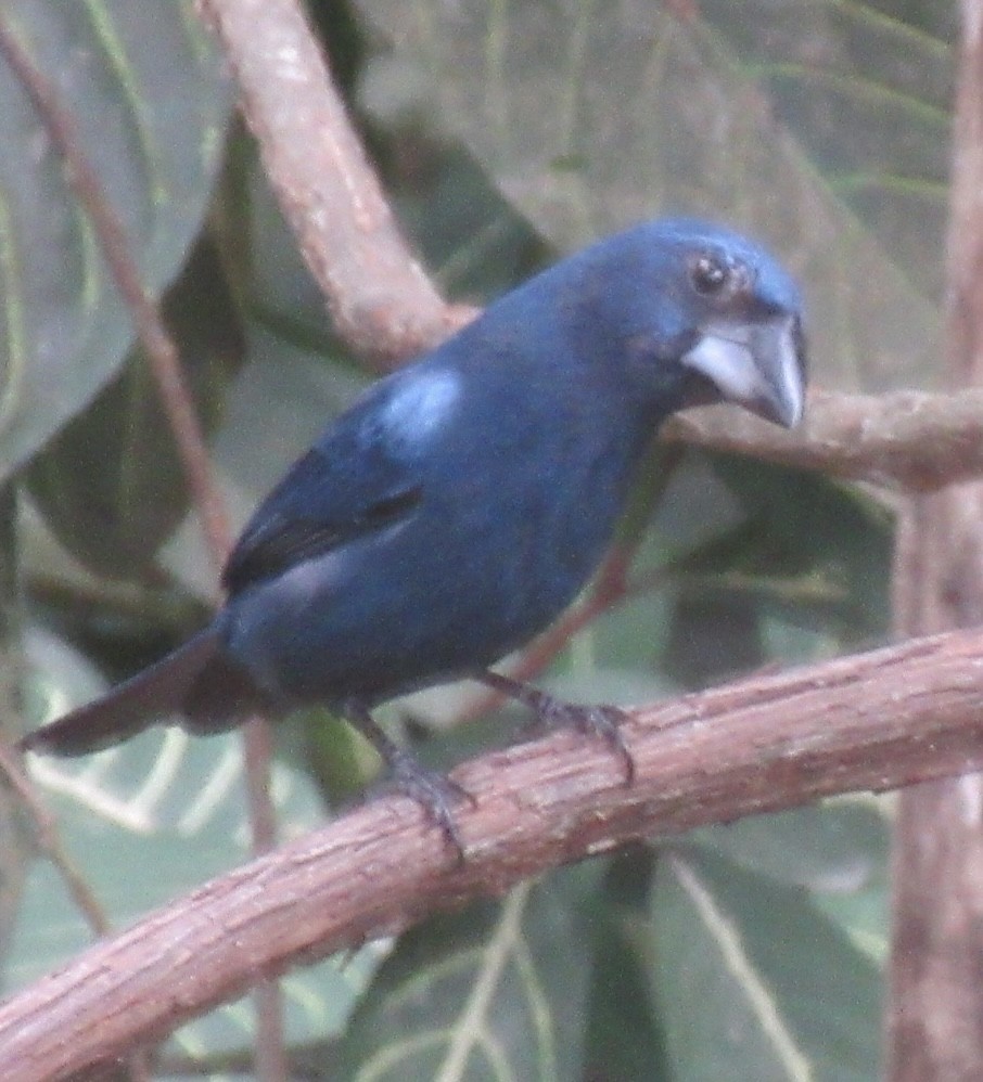 Blue-black Grosbeak - Paul Wieczoreck