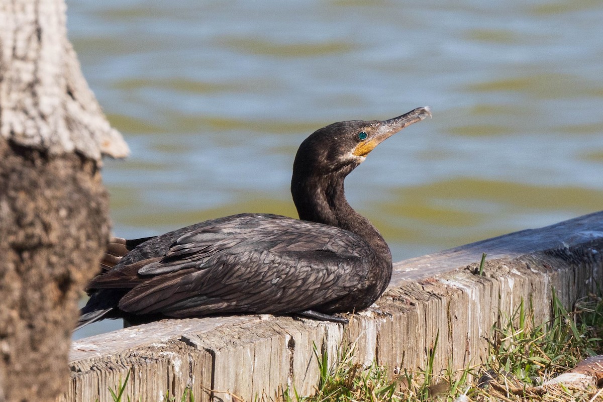 Neotropic Cormorant - ML615633006