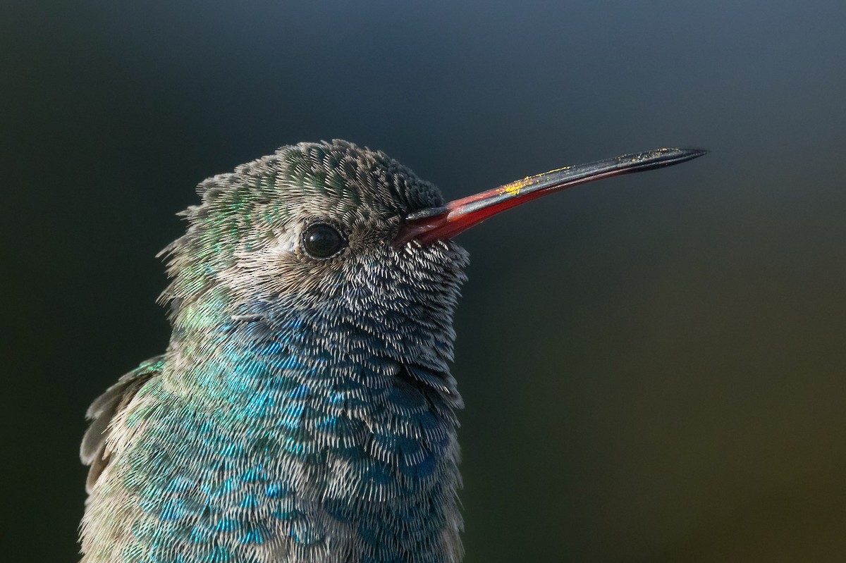 Broad-billed Hummingbird - Braxton Landsman