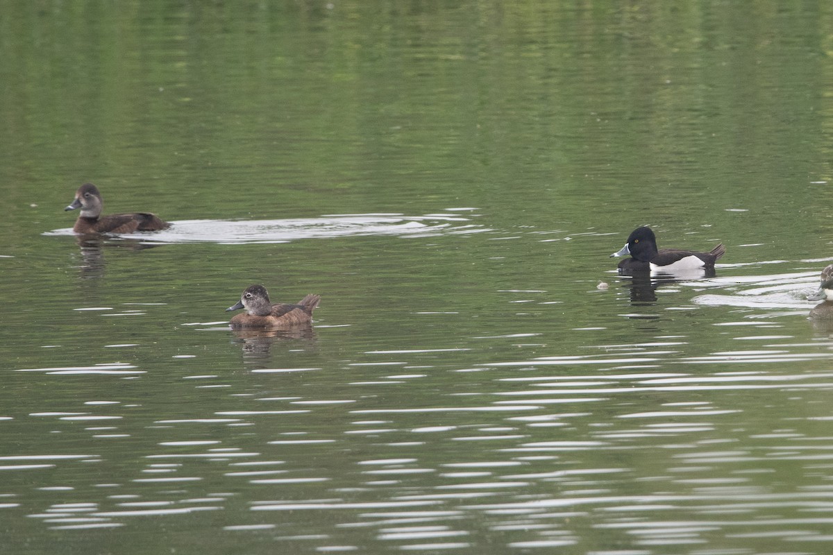 Ring-necked Duck - ML615633114