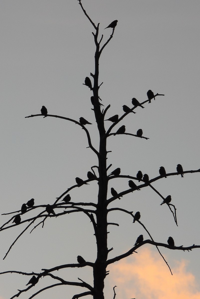 rosy-finch sp. - ML615633120