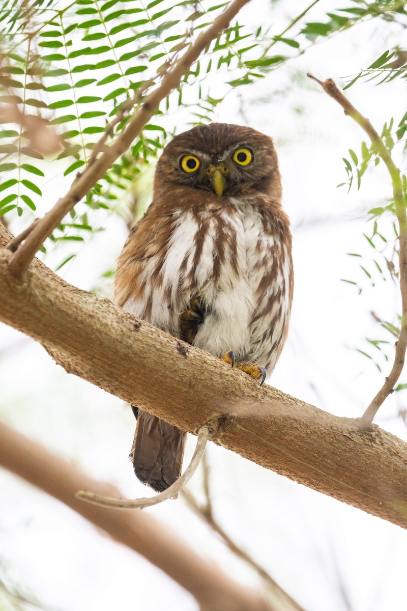 Ferruginous Pygmy-Owl - Ivani Martínez Paredes
