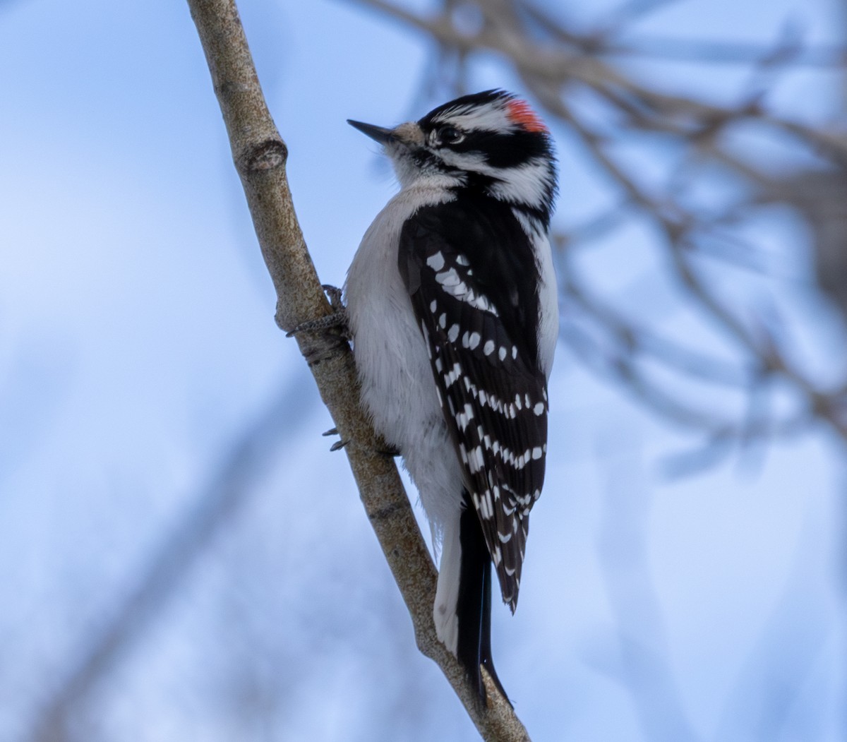 Downy Woodpecker - ML615633218