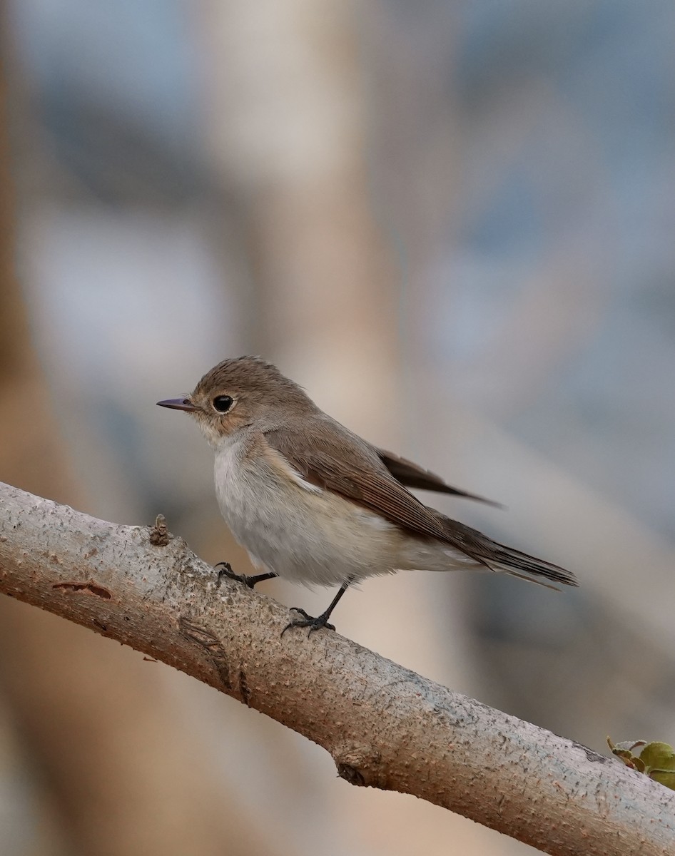 Red-breasted Flycatcher - ML615633243