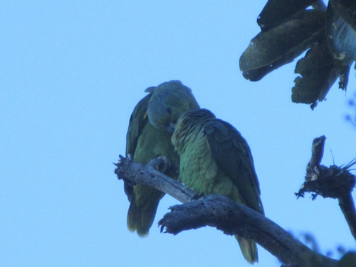 Scaly-naped Parrot - Paul Wieczoreck