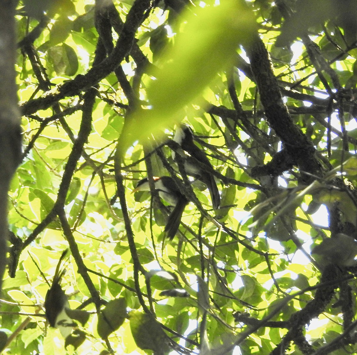 Javan Scimitar-Babbler - ML615633378