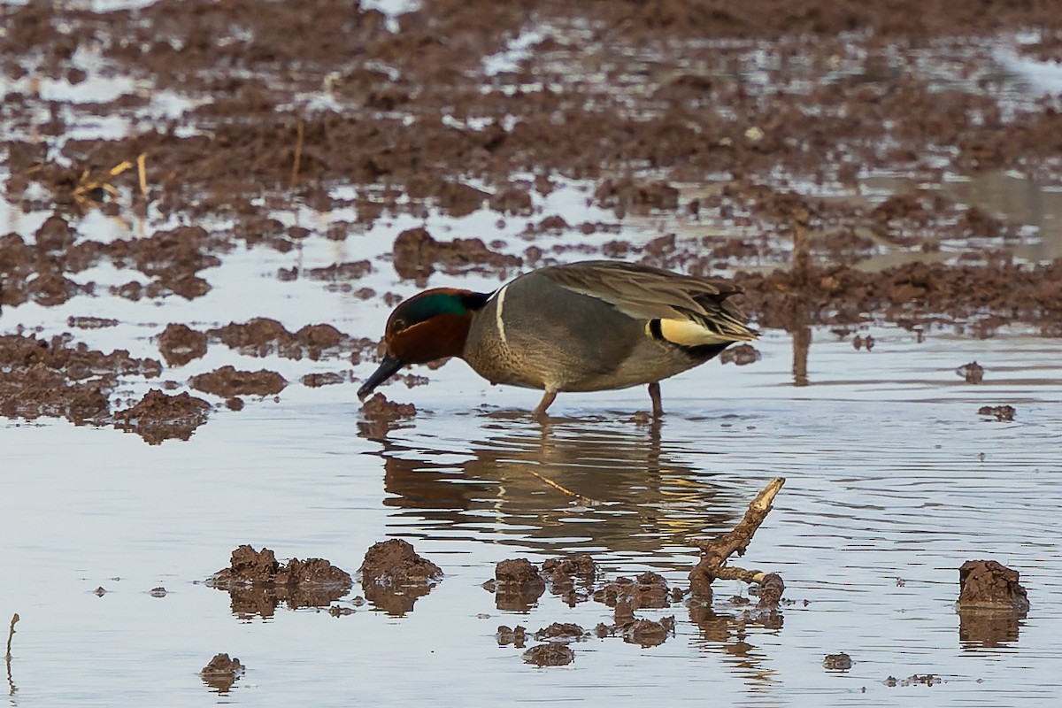 Green-winged Teal - ML615633476