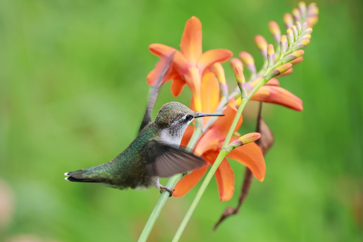 Ruby-throated Hummingbird - Ken McKenna
