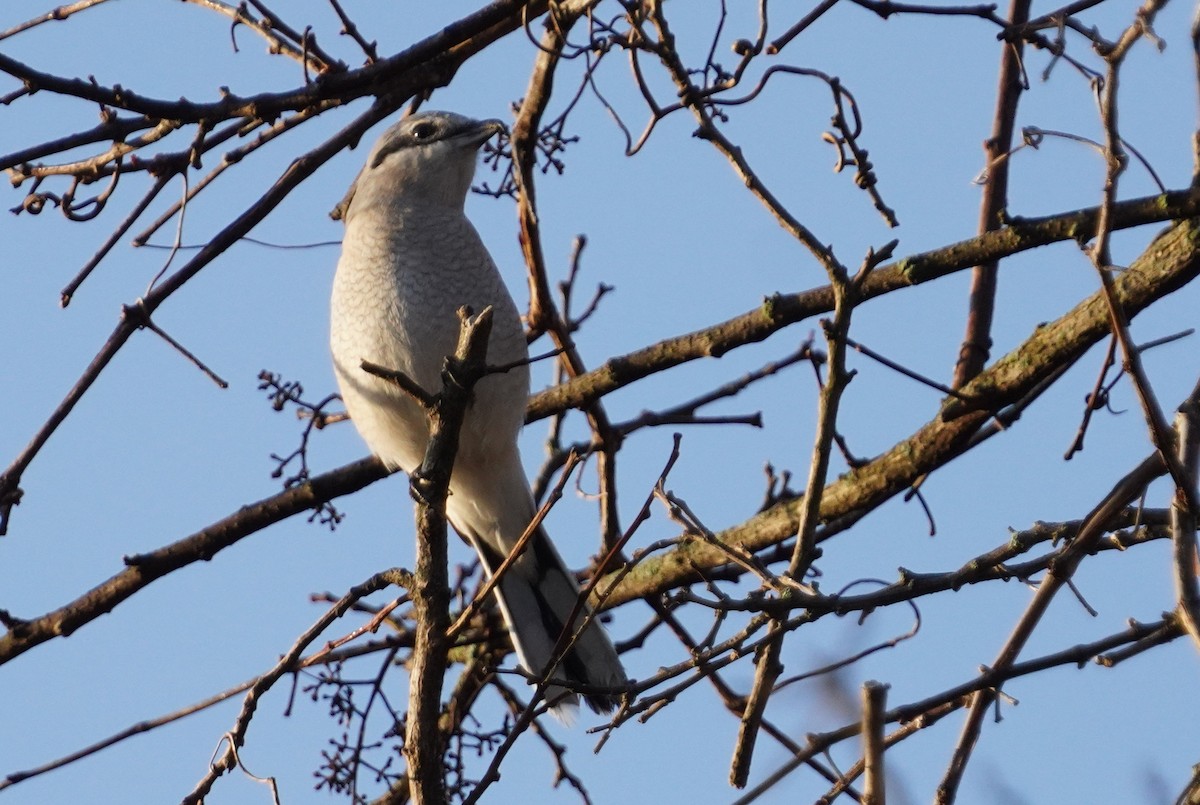 Northern Shrike - ML615633513