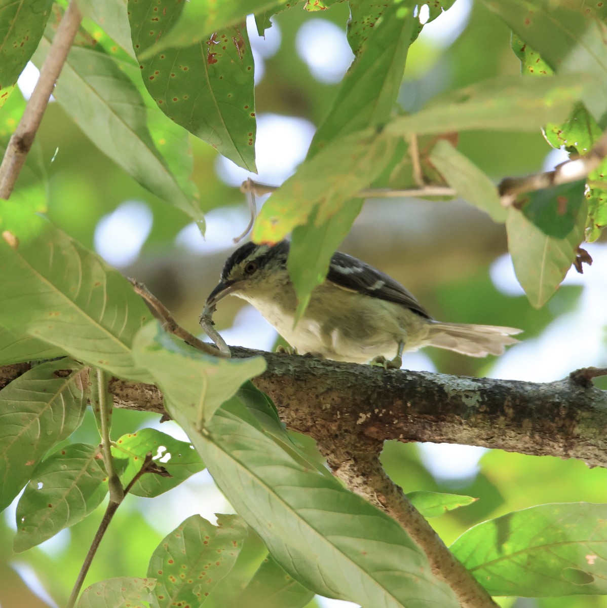 Double-banded Graytail - Aitor Gonzalo