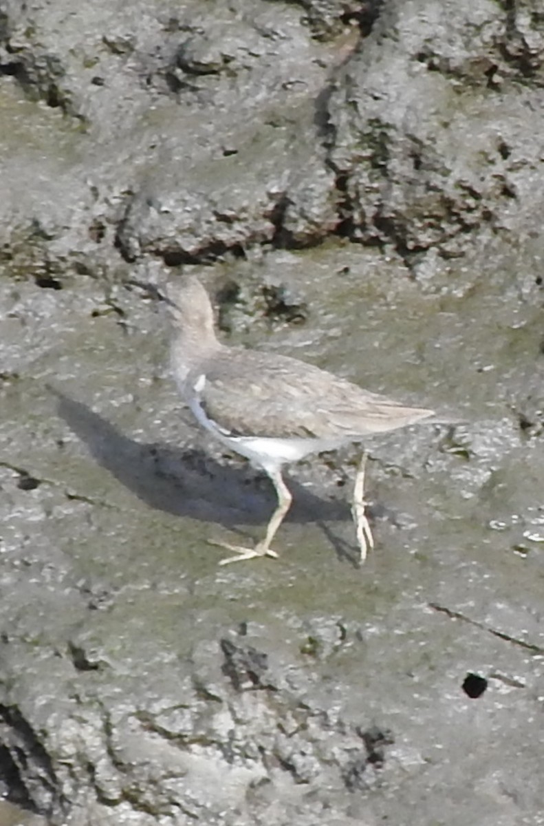 Spotted Sandpiper - ML615633606