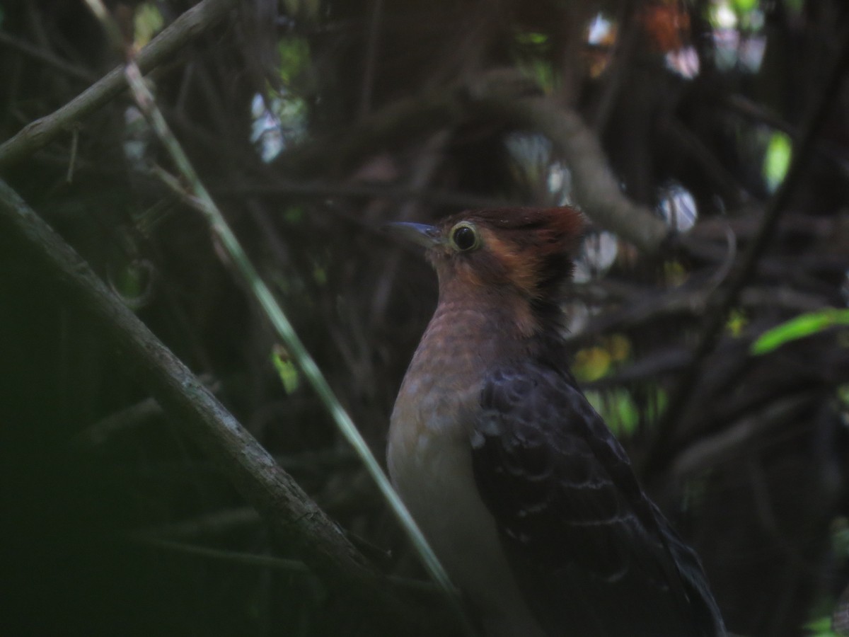 Pavonine Cuckoo - ML615633663