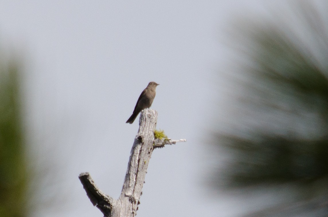 Townsend's Solitaire - ML615633687