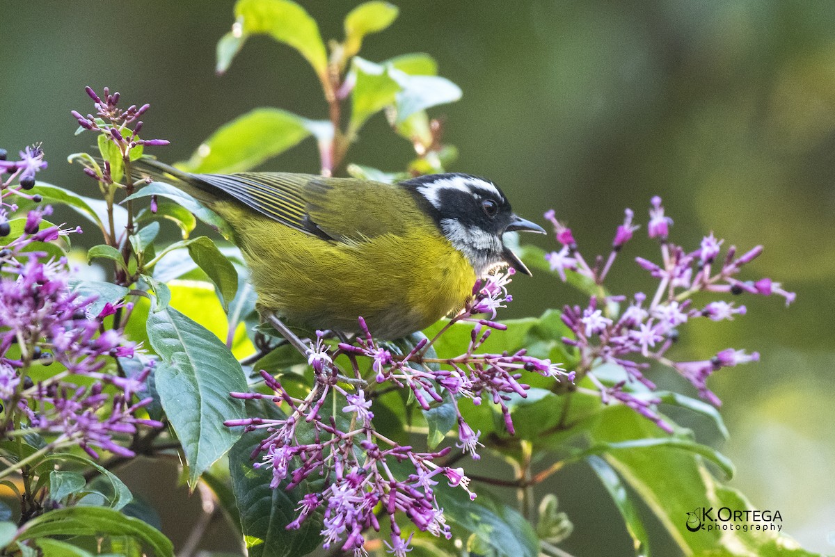 Sooty-capped Chlorospingus - ML615633711