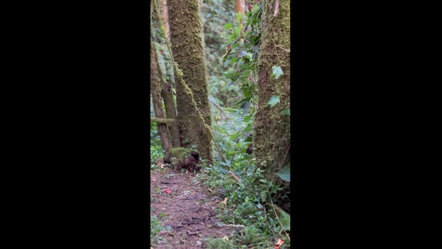 Bicolored Antpitta - ML615633730