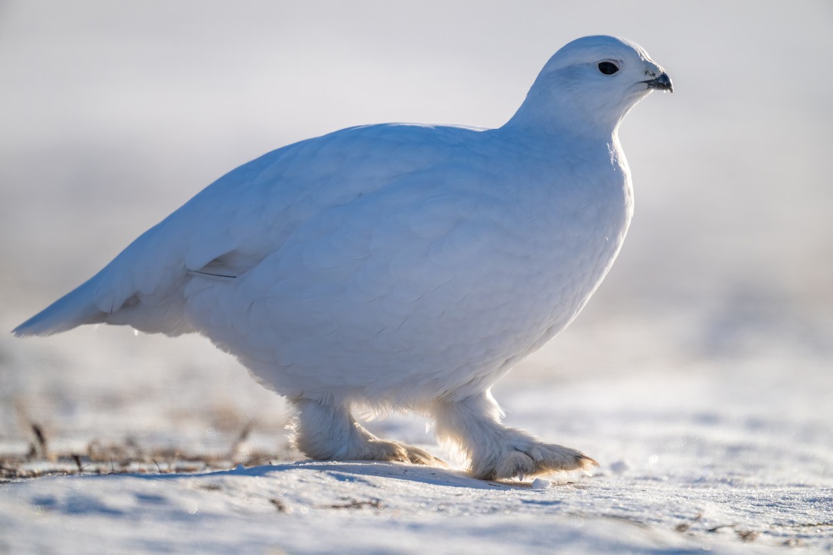 Willow Ptarmigan - ML615633748