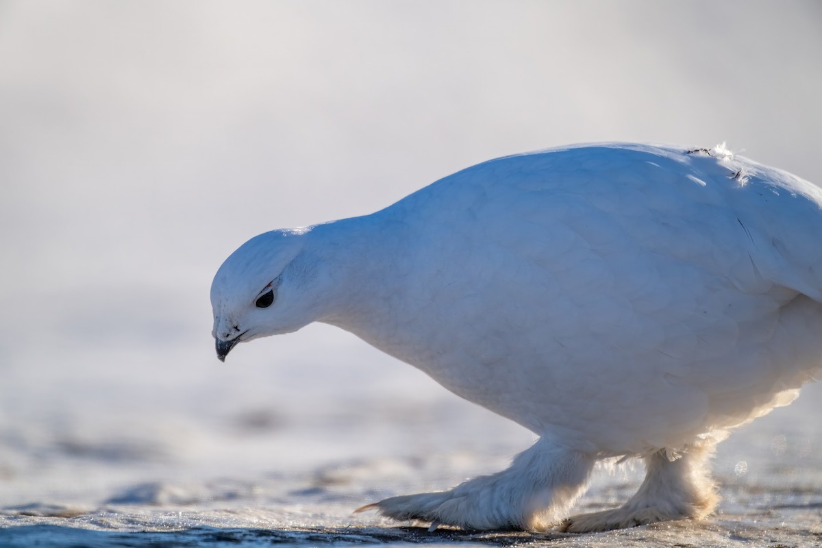 Moorschneehuhn - ML615633749