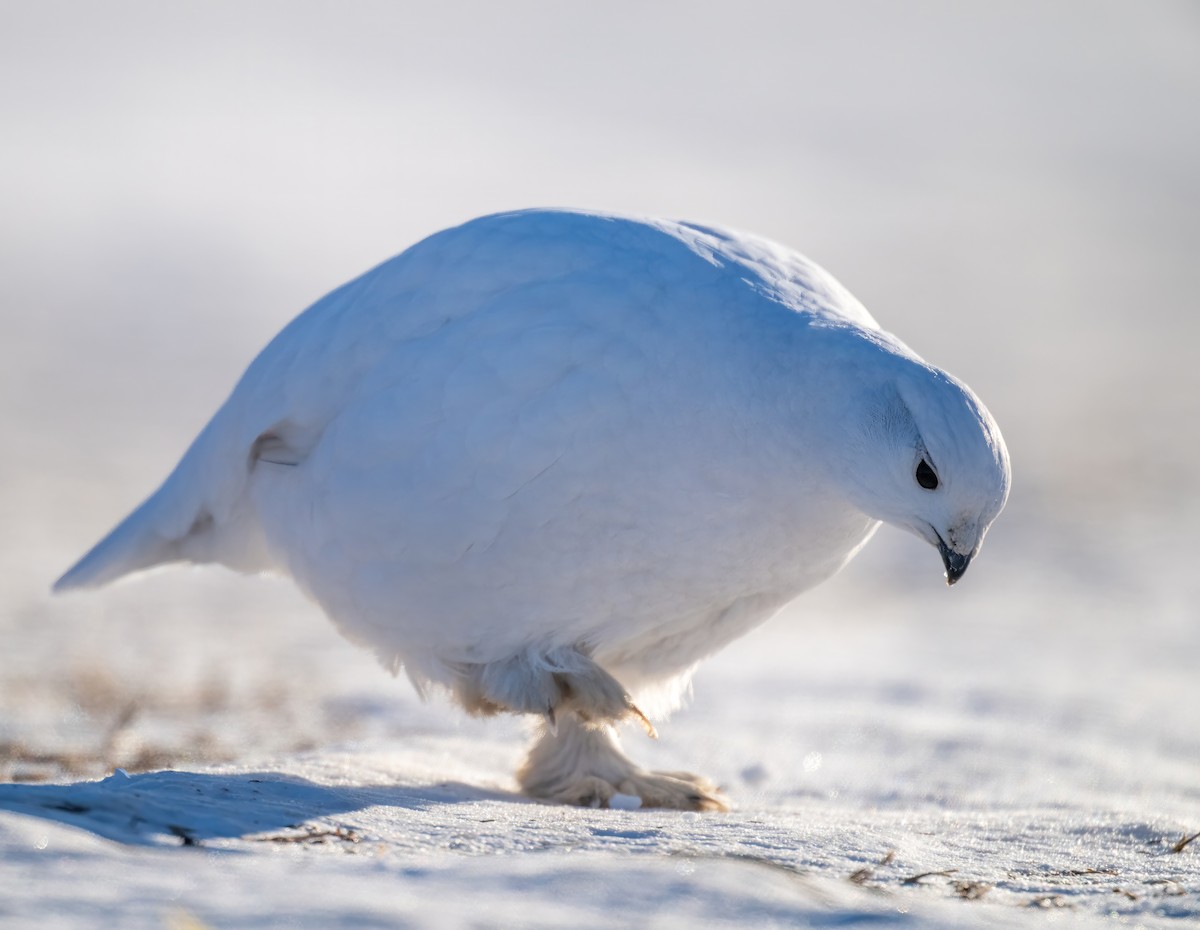 Moorschneehuhn - ML615633751