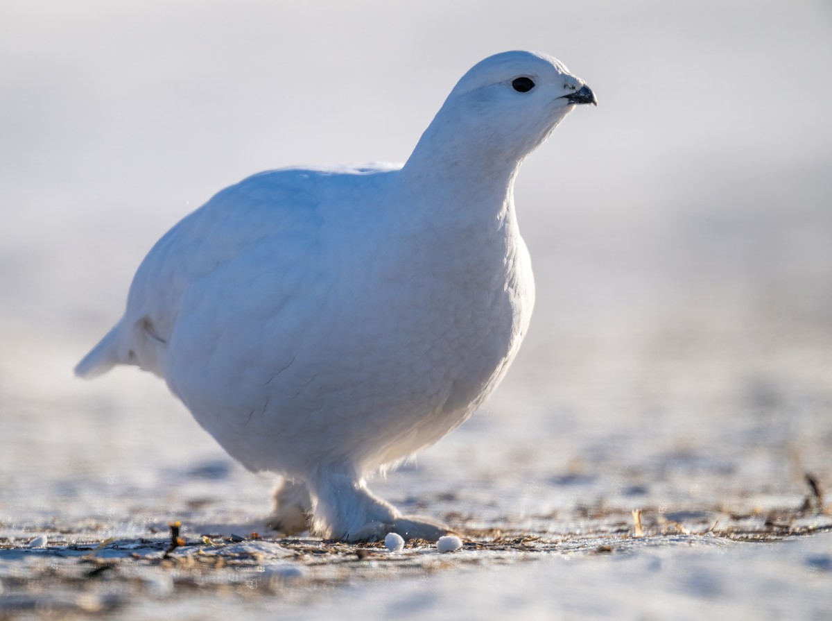 Willow Ptarmigan - ML615633752