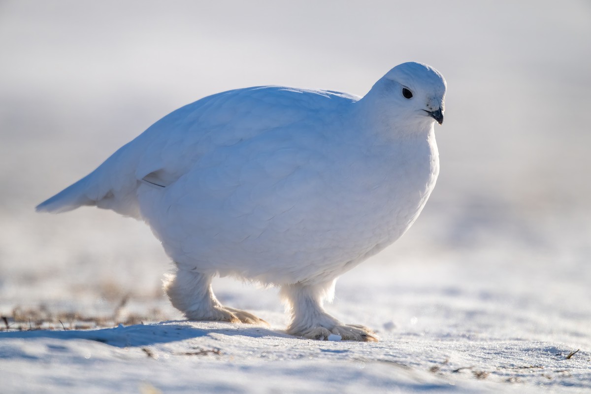 Moorschneehuhn - ML615633753