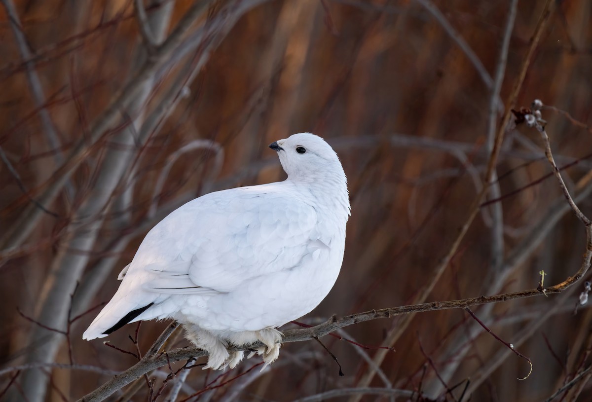 Willow Ptarmigan - ML615633754