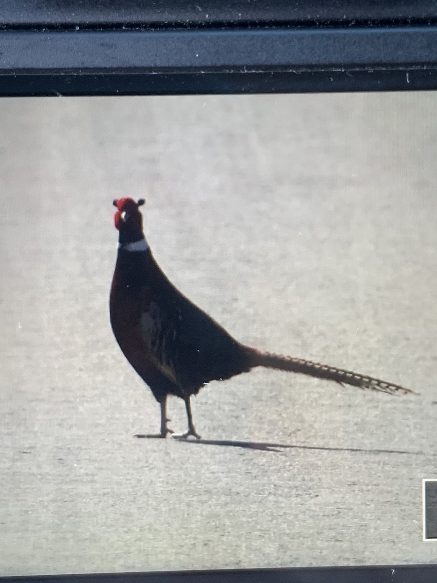 Ring-necked Pheasant - ML615633773