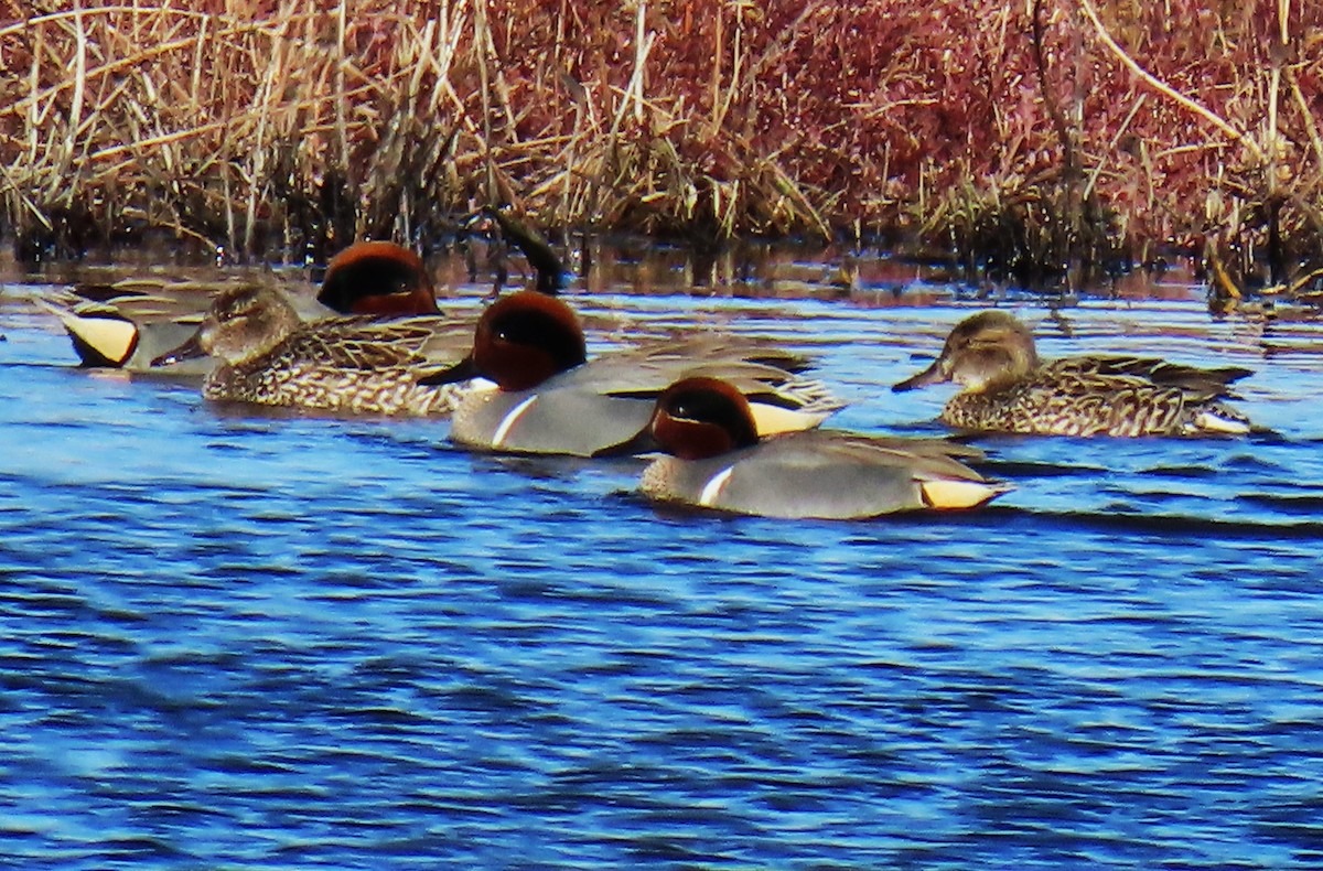 Green-winged Teal - ML615633776