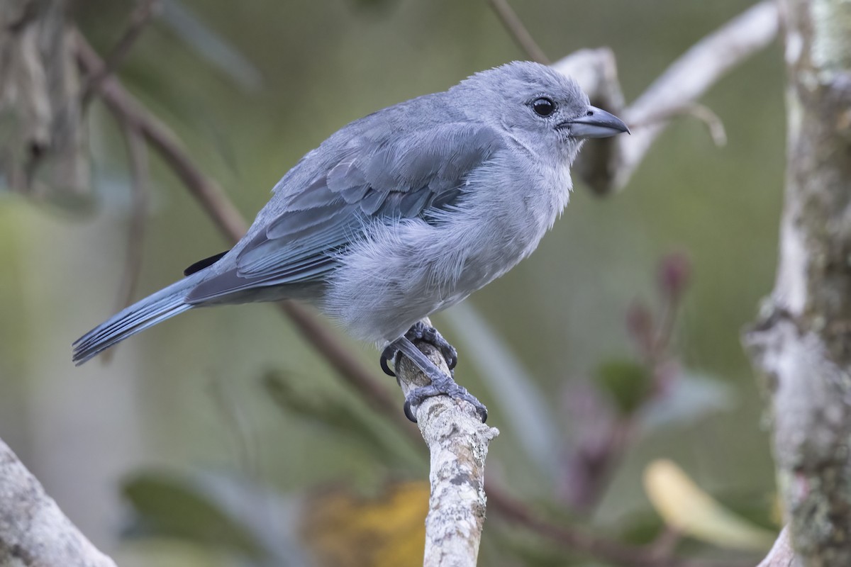 Azure-shouldered Tanager - Robert Lockett