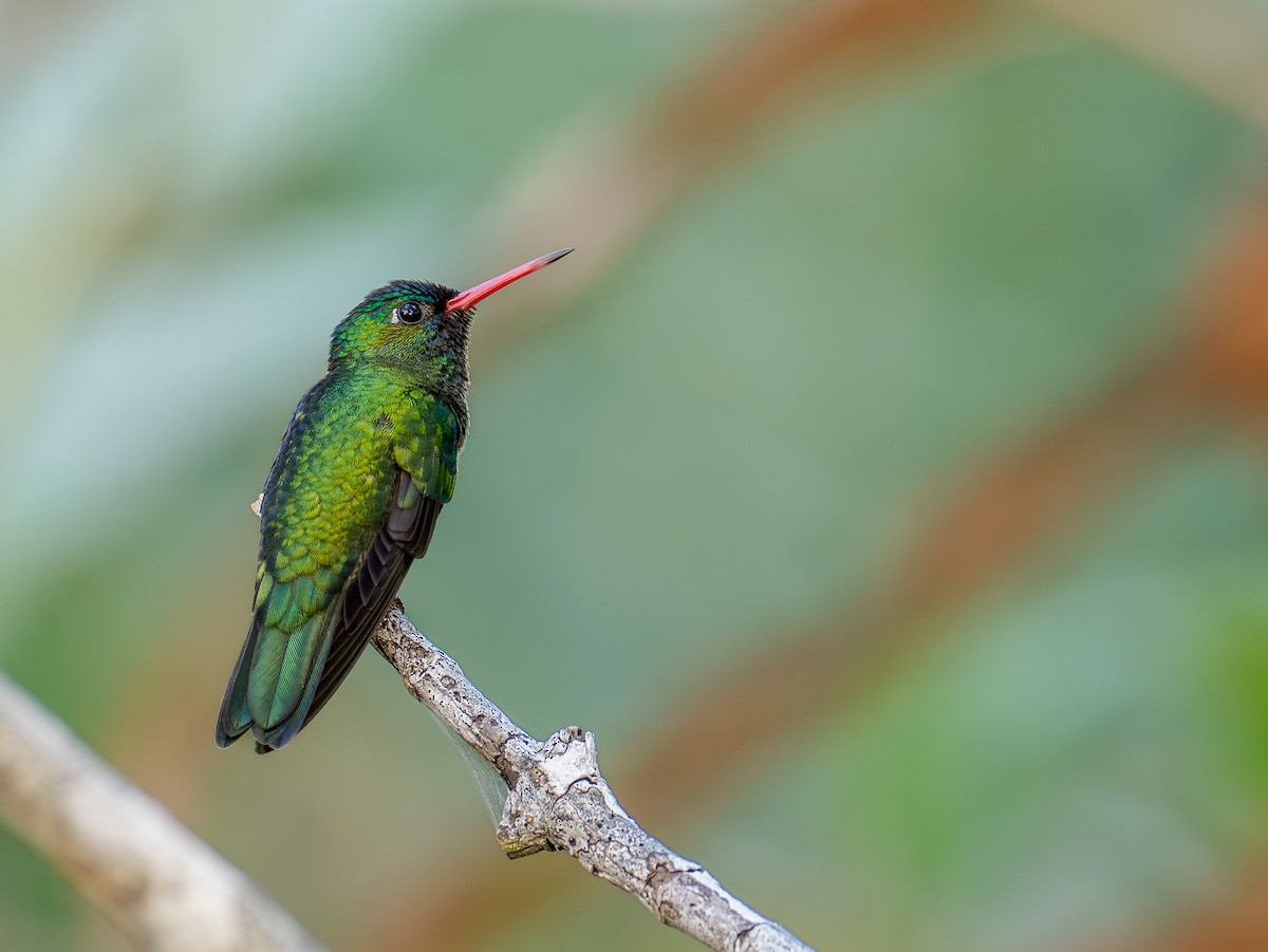 kolibřík Humboldtův - ML615633817